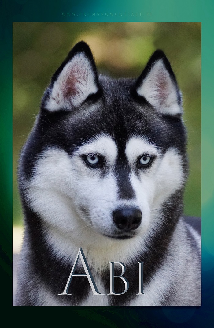 Abi
