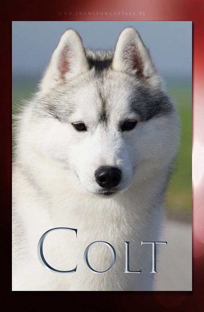 Colt