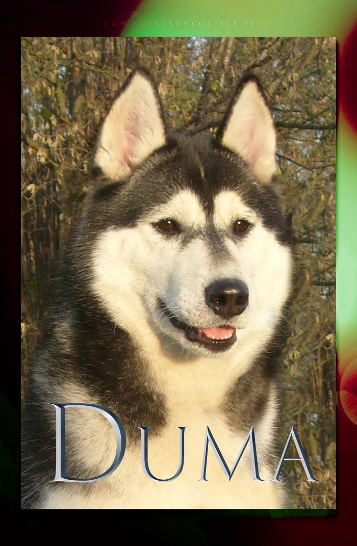 Duma
