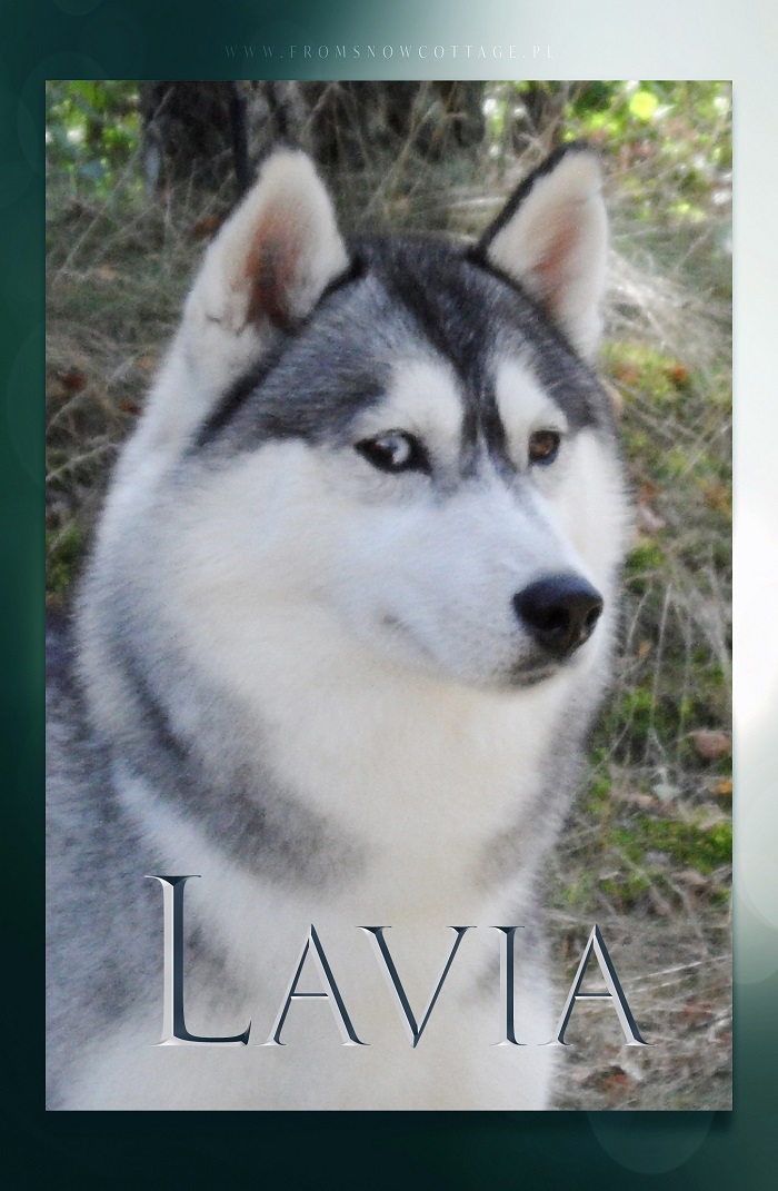 Lavia