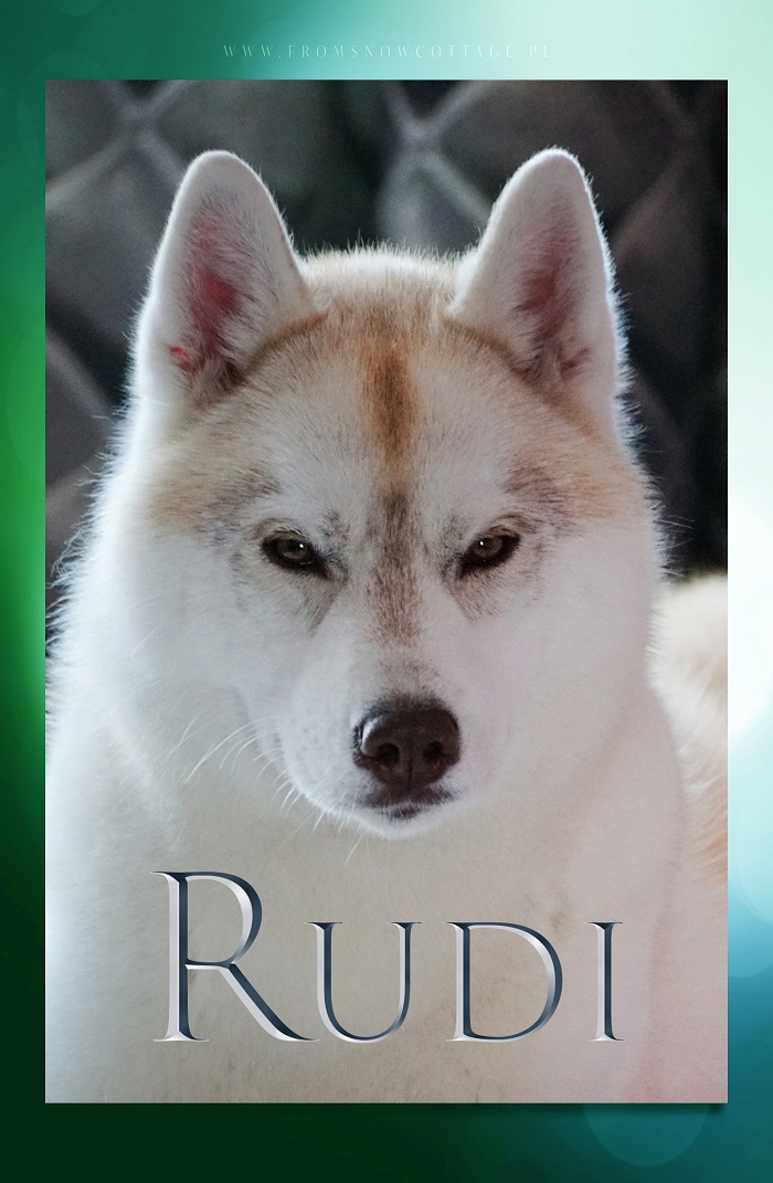 Rudi