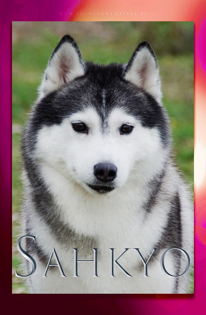 Sakhyo