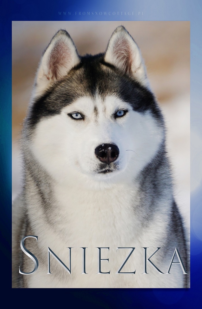 Śnieżka