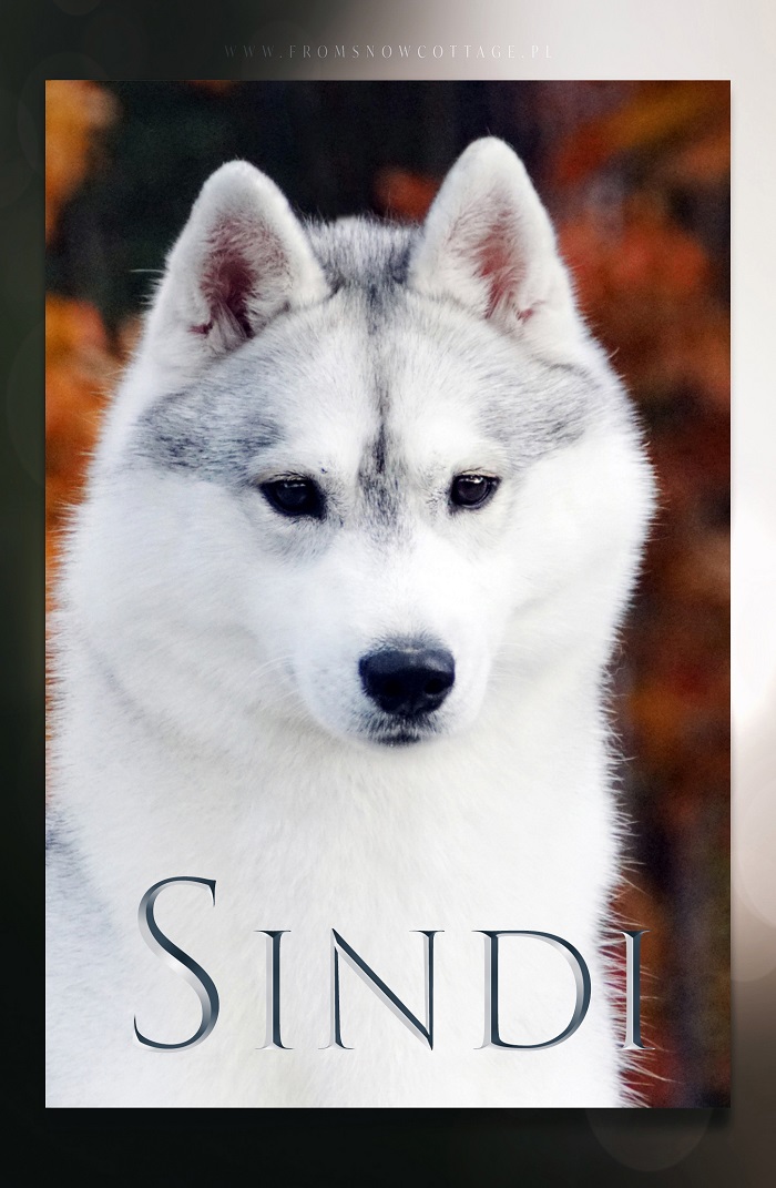 Sindi